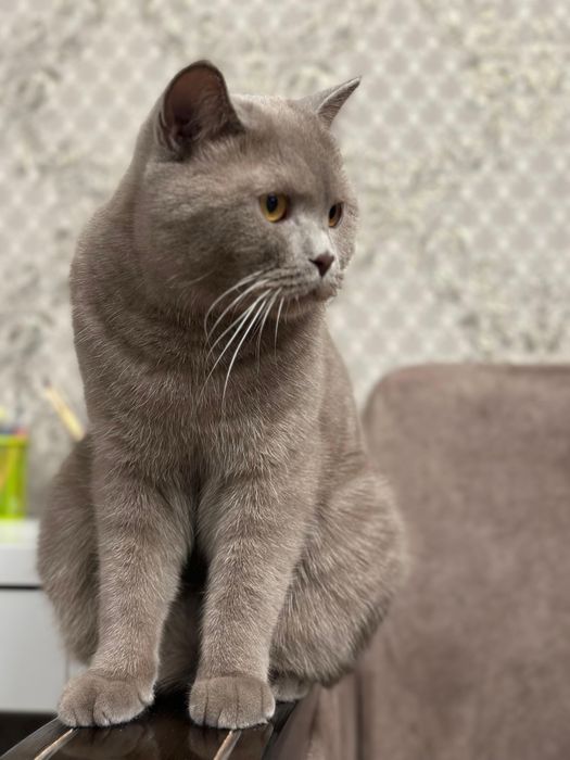 Отдам в добрые руки кота!