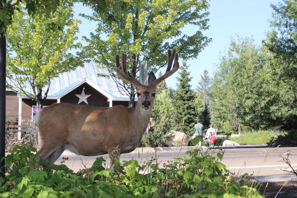 Canon EOS 2000D / Rebel T7 + обектив + аксесоари | Готов комплект