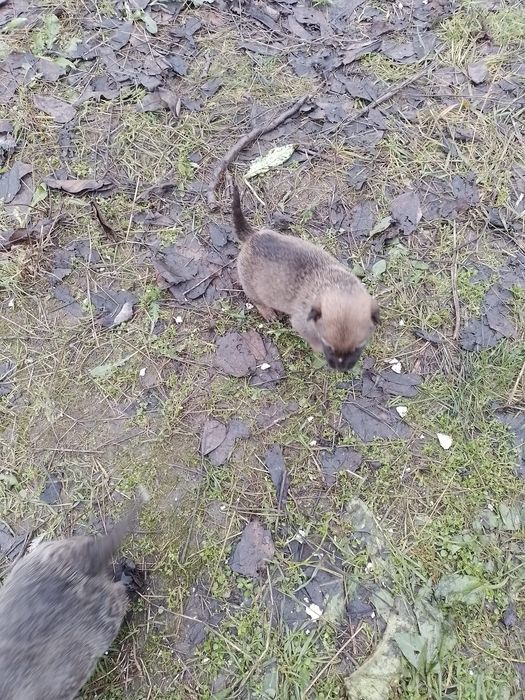 Donez catei talie mica, medie