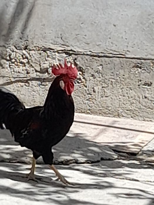 Продаётся петух с  большим гребнем!