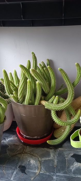 Кактуси, различни видове