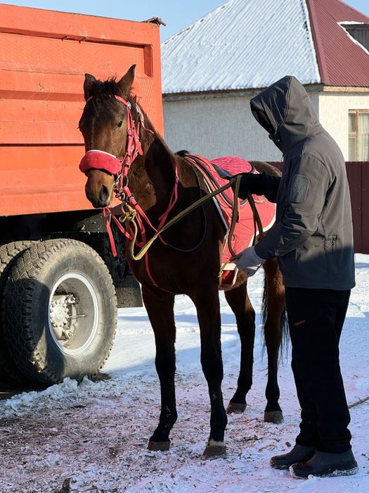 3 жасар дөнен сатылады продам