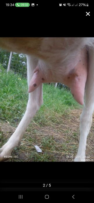 Vand capre și țapi