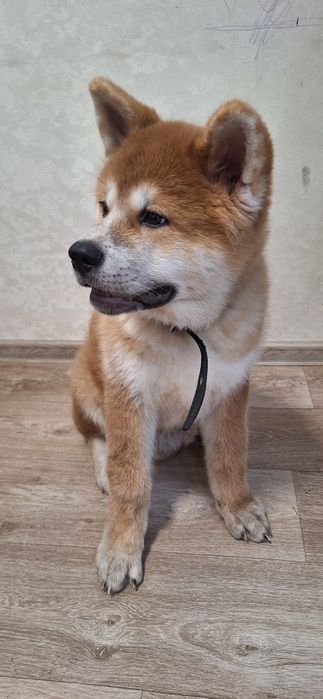 Продаётся щенок Акита Ину