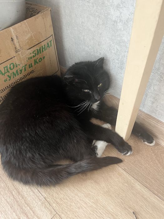 Отдам кота в хорошие руки