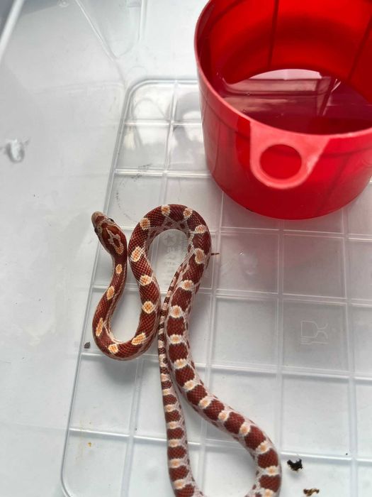 Corn snake pui si o femela de un an