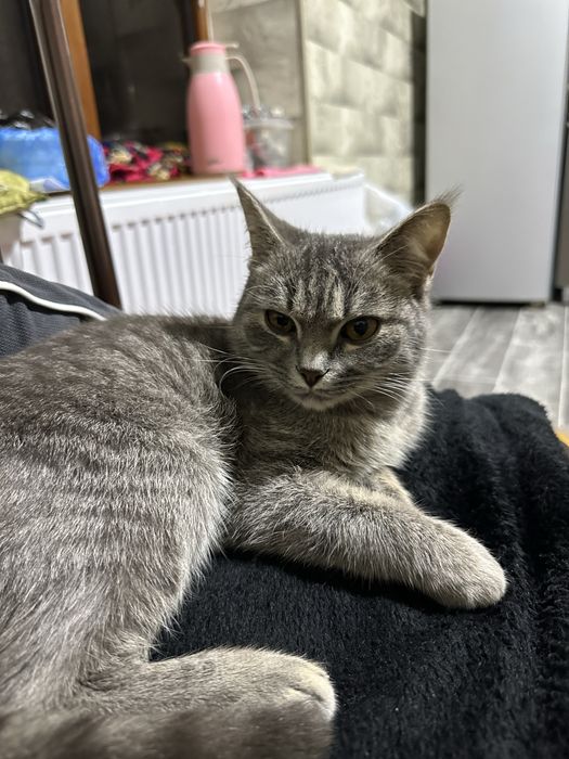 skotish fold sotiladi kelishamiz arzon qilib beriladi