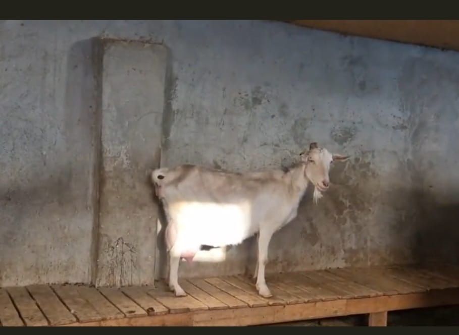 Занен Альпии ешкілері