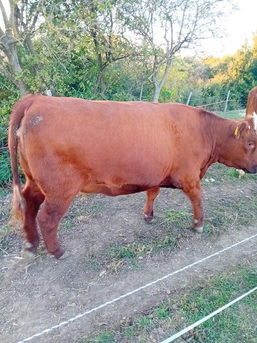 De vânzare Juninca angus