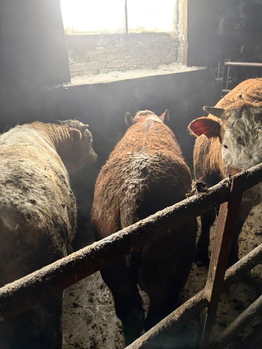 Продаются бычки откорм