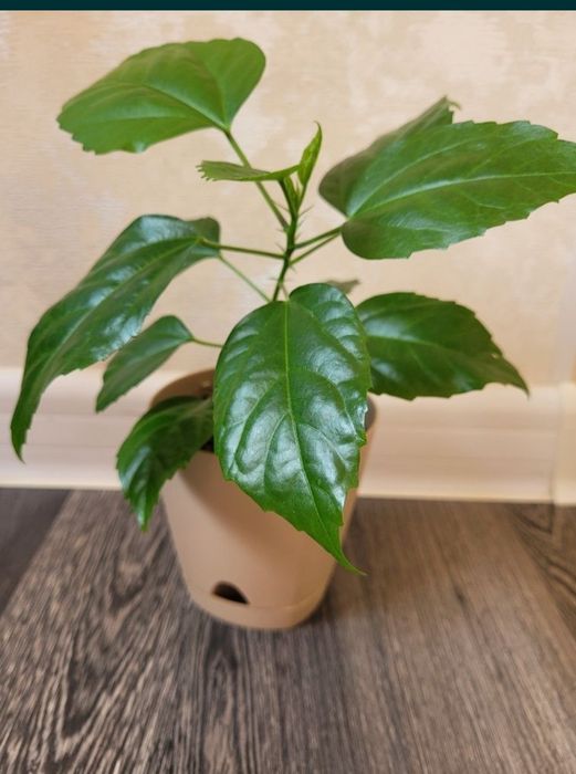 Продам китайскую розу