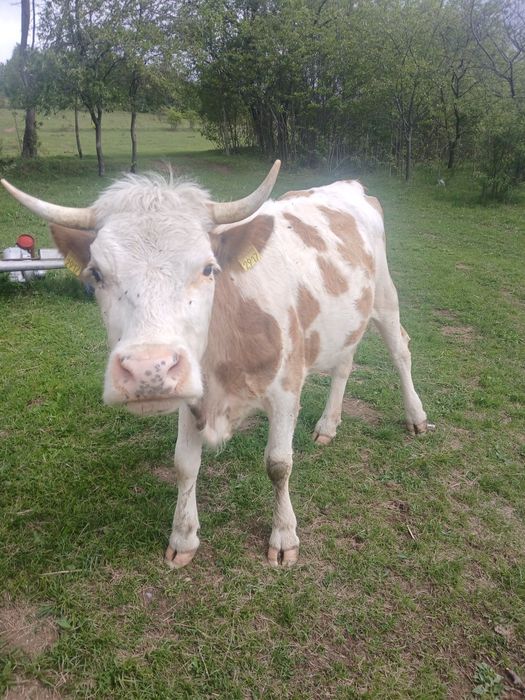 De vanzare vaci cu lapte