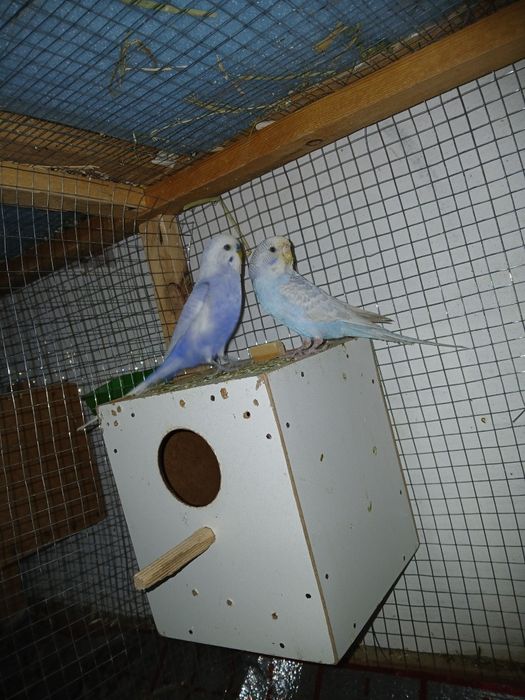 Twyyir ishlab turgan popugaylar sotiladi sog'lom