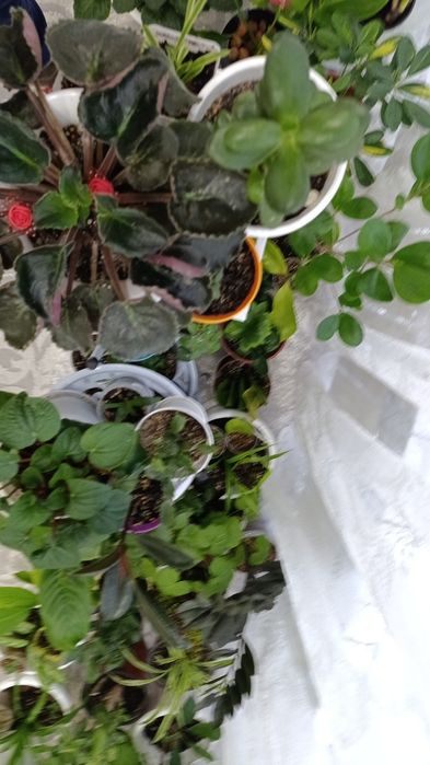 Комнатные цветы, самовывоз