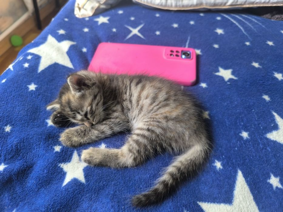 Котята. Бесплатно.