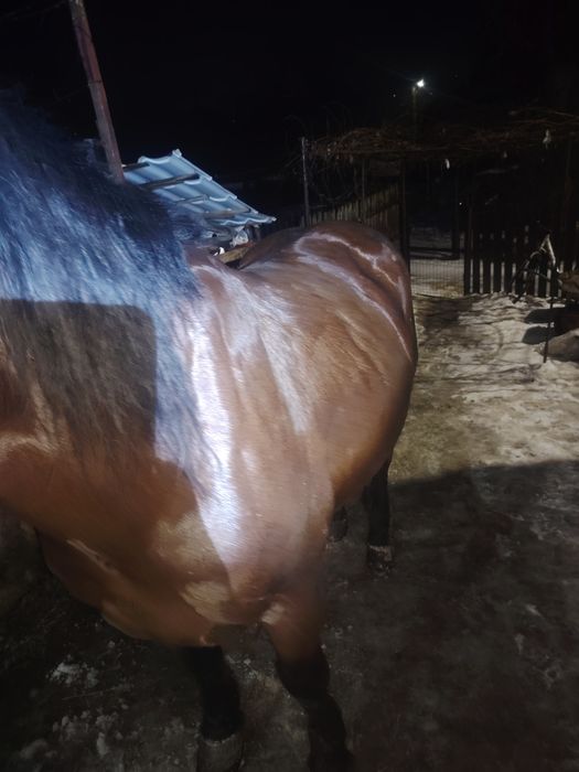 Vând cal 5 ani cuminte