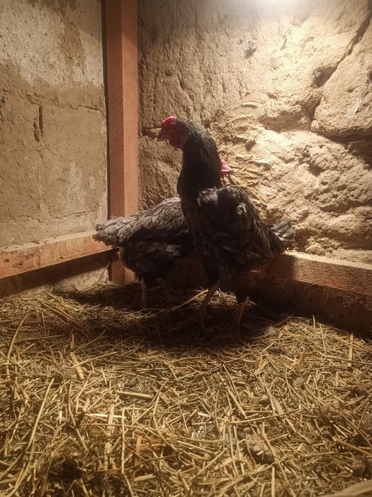 Продам ко шамо пепельные