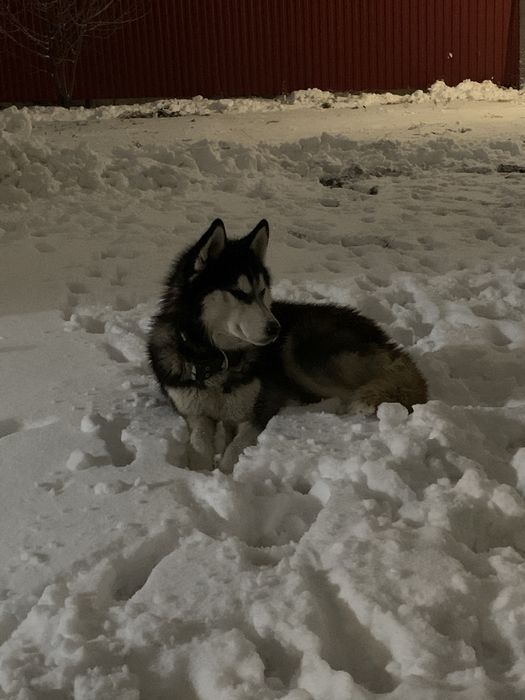 Хаски, вязка