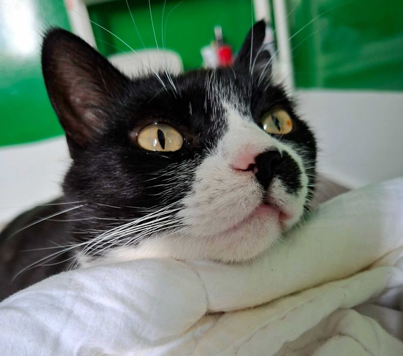 Adoptie cuplu de pisica cauta curte, se aduc in tara