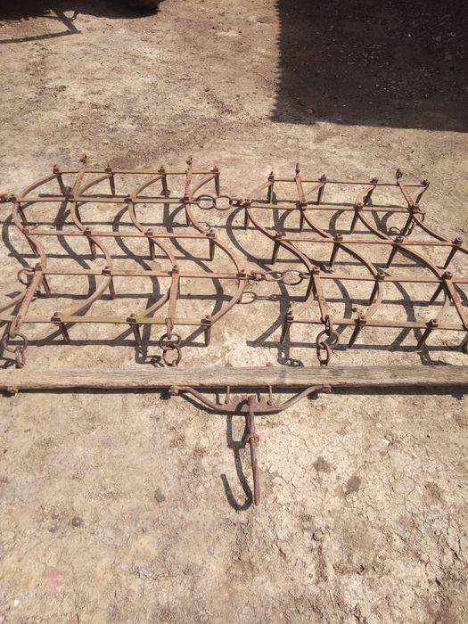 Grape grapi de vanzare