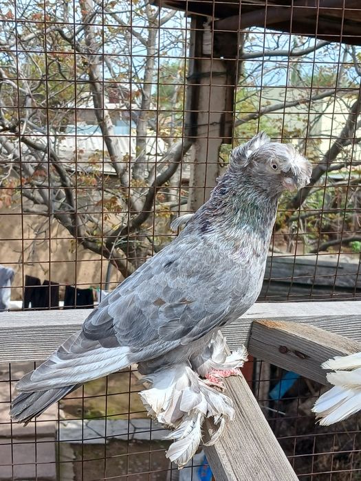 Продам голубей...