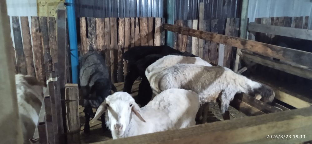 Қой тоқты бар семіз