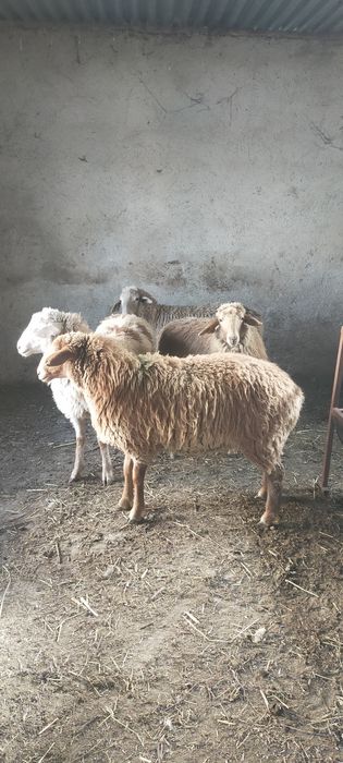 Продам тохты костраты жирные