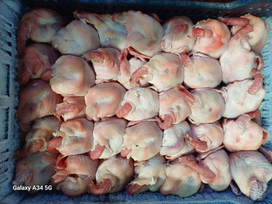 Сифатли халол бедана гуши сотилади