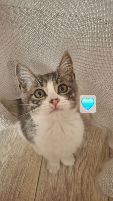Отдаётся котёнок мальчик в добрые руки!