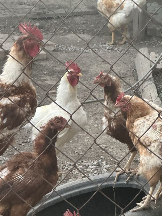 Продам петухов и куриц