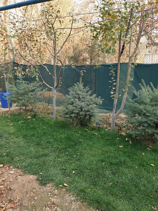 Ёлка кремлевская ,голубая ель