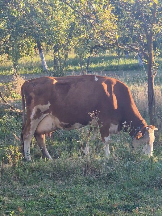 Vacă foarte bună de lapte