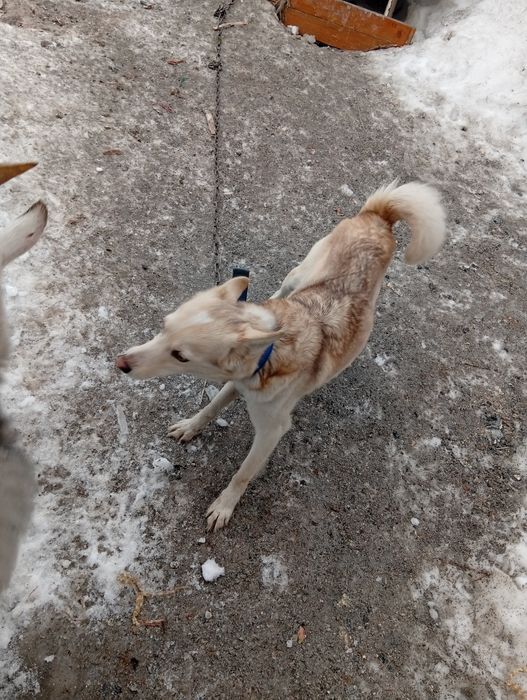 Отдам собак  срочно