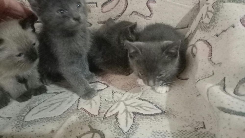 Бесплатно Отдам в добрые руки
