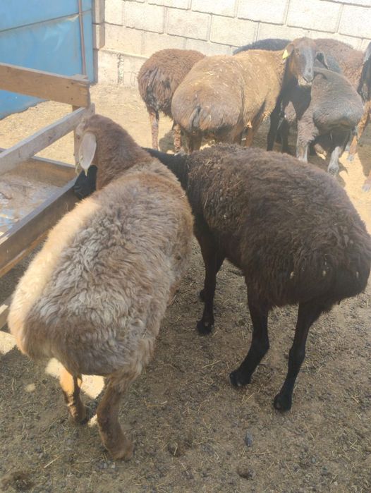 Қой сатылады, семіз тоқтылар әртүрлі бағада