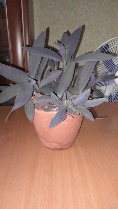 Распродажа комнатных цветов