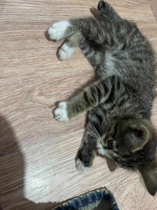 Отдам котенка в добрые руки