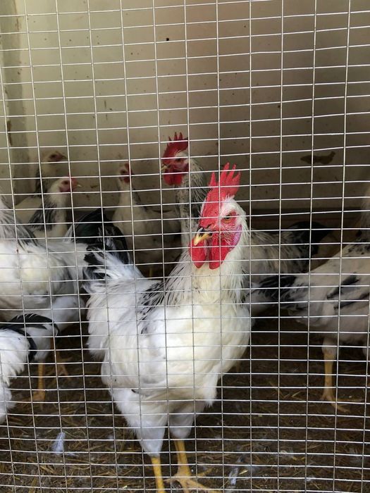 6 oylik Adler xo'rozlari va xan xyap xo'roz va tovuqlari sotiladi