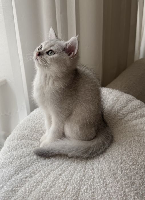 Pisicuta British Shorhair Chinchilla Silver