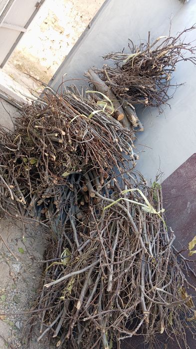 Дрова от  урюка...