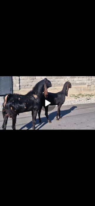 Ешкі теке ешкі козы
