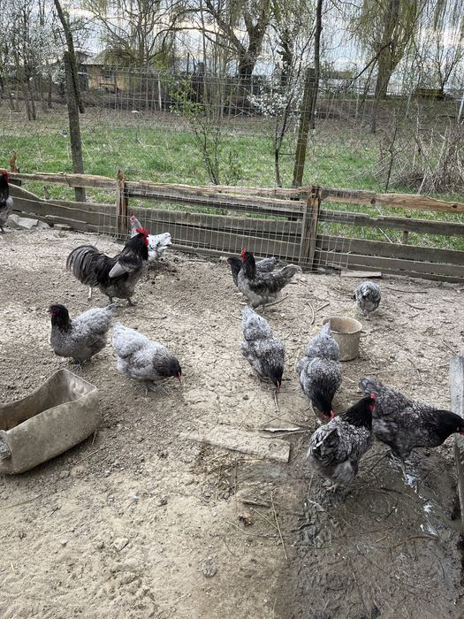 Pui si oua australorp albastru