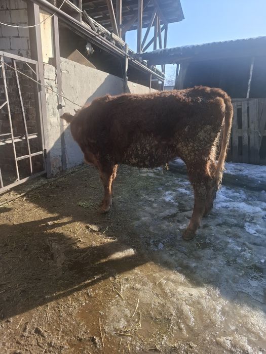 Продам телочку годовалую