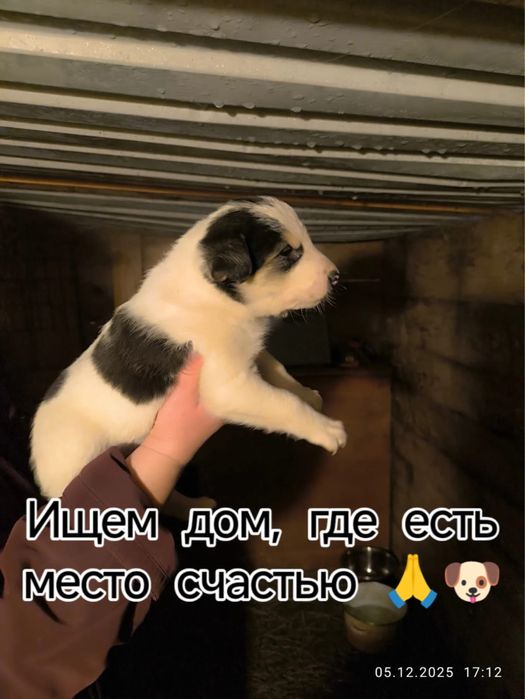 Щенята почти 2 месяца