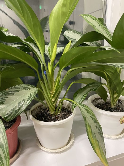 Комнатные цветы