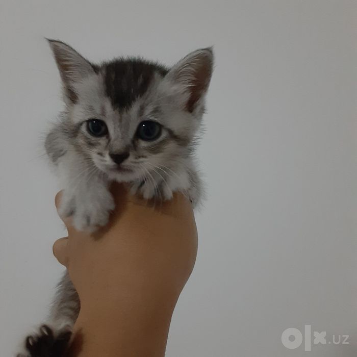 Кошки серебристый шиншилы