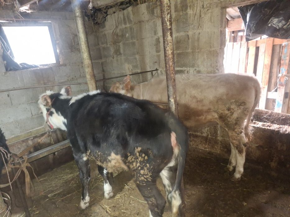 телочки и бычок 1