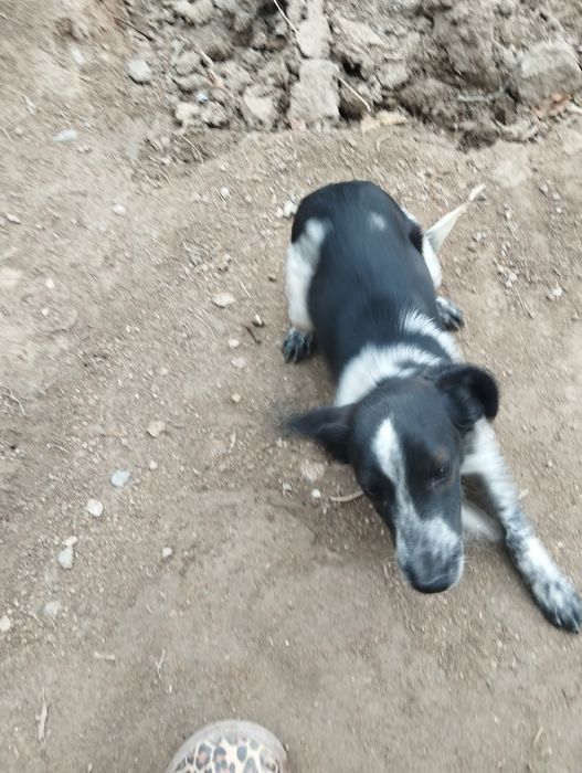 Ovchi it zoti toza arzon narxlarda