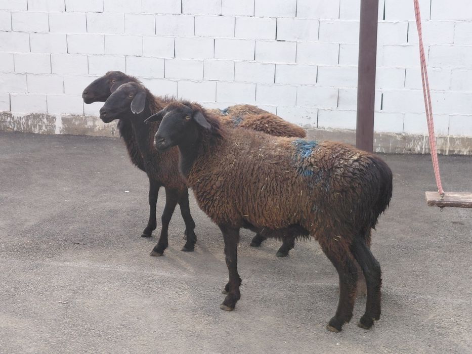 Кой. Токты сатылады