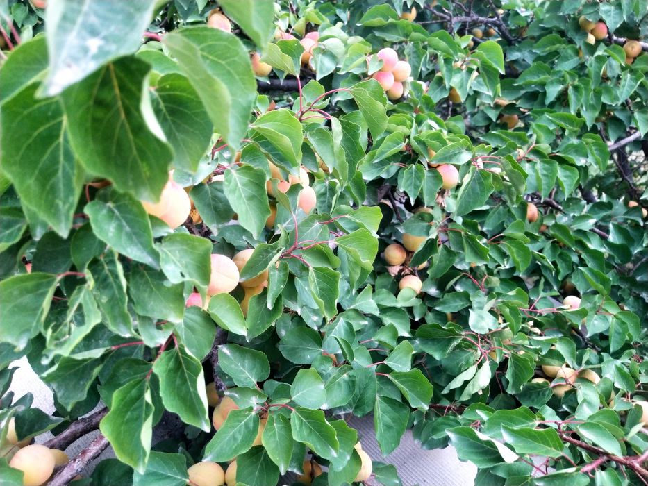 Местный ведро 2000 тг